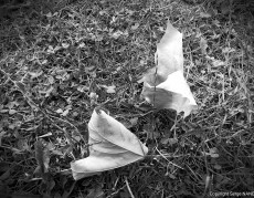 feuilles-mortes
