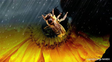 abeille