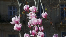 la-cite-des-magnolias