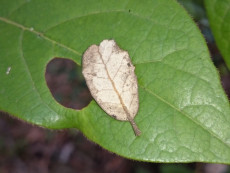 petite-feuille