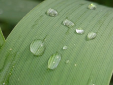 feuille-bambou