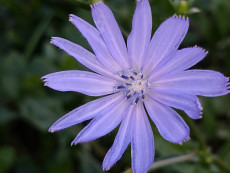 fleur-bleue