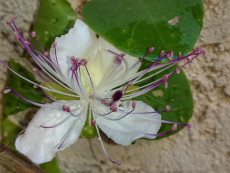 fleur-de-caprier