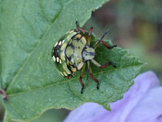scarabe-vert