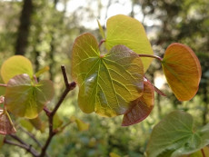 nervures-feuilles