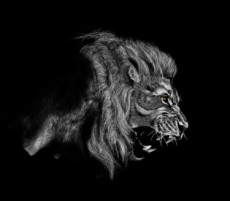 lion