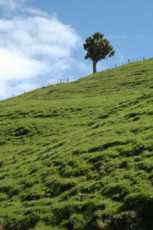 arbre-dans-un-champs