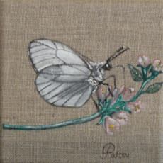 papillon-aux-ailes-blanches