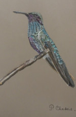 colibri-le-courageux