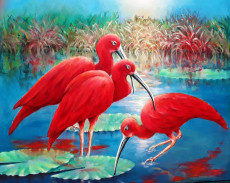 ibis-rouge-bresil