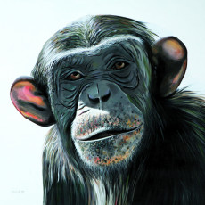 chimpanze-2