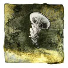 meduse-mordancee-001