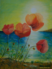 coquelicots-marins