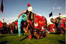 fete-des-elephants-jaipur-inde