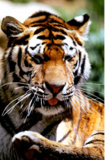 tigre-du-bengale