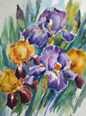 iris-mauves-et-jaunes-21-045