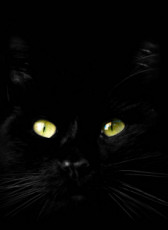 blackcat