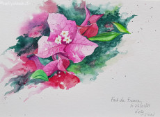 bougainvilliers-3