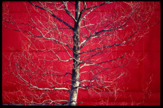 arbre-rouge