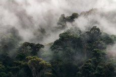 brume-epaisse-sur-la-foret-andine