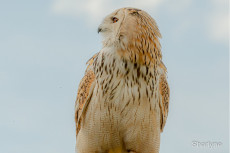 rapace