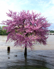 deau-et-de-fleurs