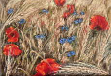 coquelicots-dans-les-bles