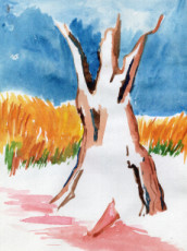 arbre-de-provence