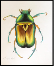 scarabee-dore