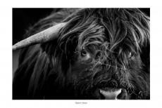 my-highland-cow