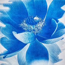 lotus-bleu