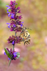 le-machaon