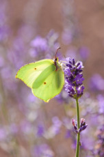 le-papillon-citron