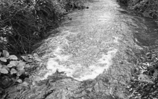 eaux-vives-au-lac-de-mimizan