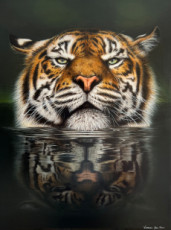 le-tigre