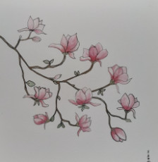 magnolia