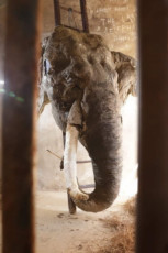 le-dernier-elephant