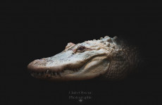 crocodile-dundee