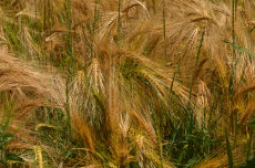 grain-in-the-wind