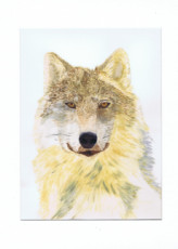 portrait-chien-loup-lucy