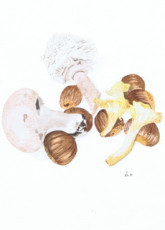 hello-automn-mushroom-is-here