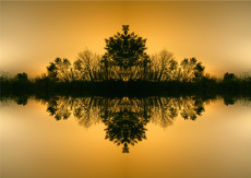 pollution-lumineuse-face-au-mimosas