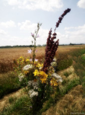 fleurs-des-champs