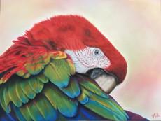 le-perroquet