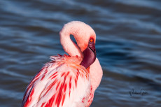 flamant-rose-africain