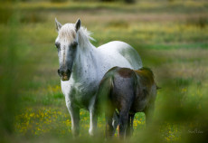 chevaux-camarguais