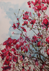 magnolias-2024