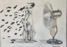 dalmatien-avec-ventilateur