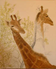 impassibles-girafes