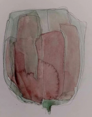 une-tulipe-rose